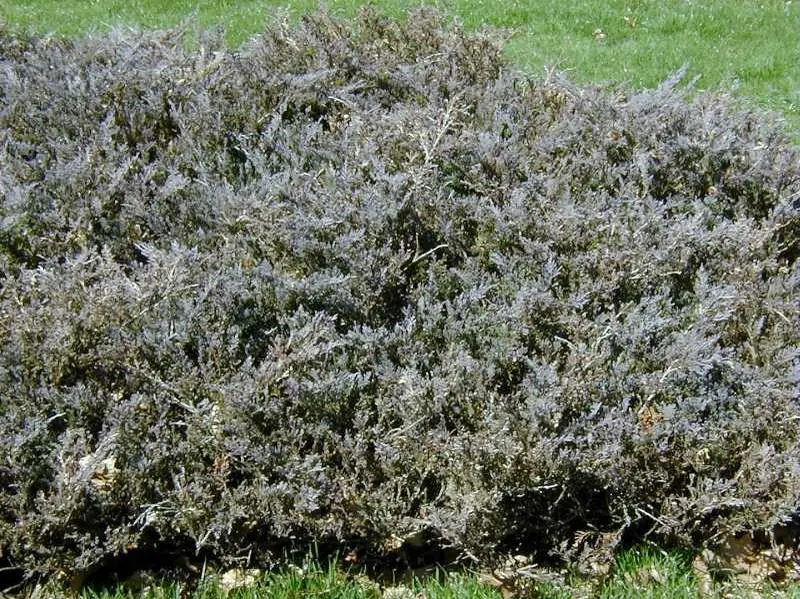 Juniper Plumosa Compact
