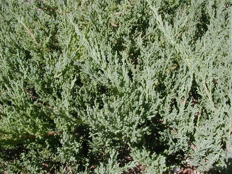 Juniper Green Sergent