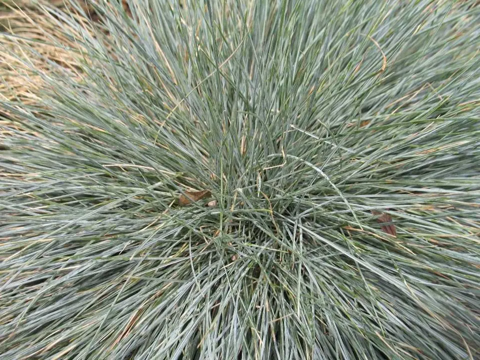 Fescue Beyond Blue