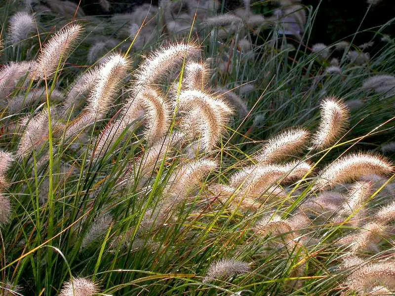Fountain Grass Cassian