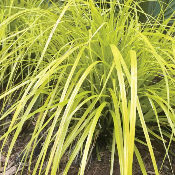 Sedge Evercolor Everillo