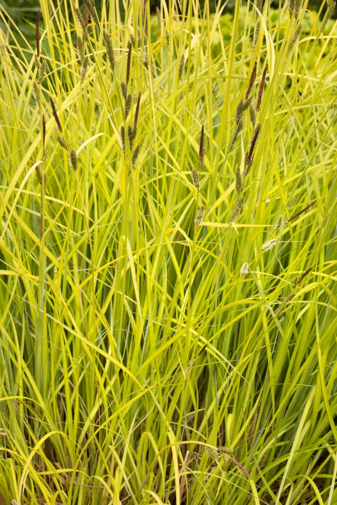 Sedge Bowles Golden