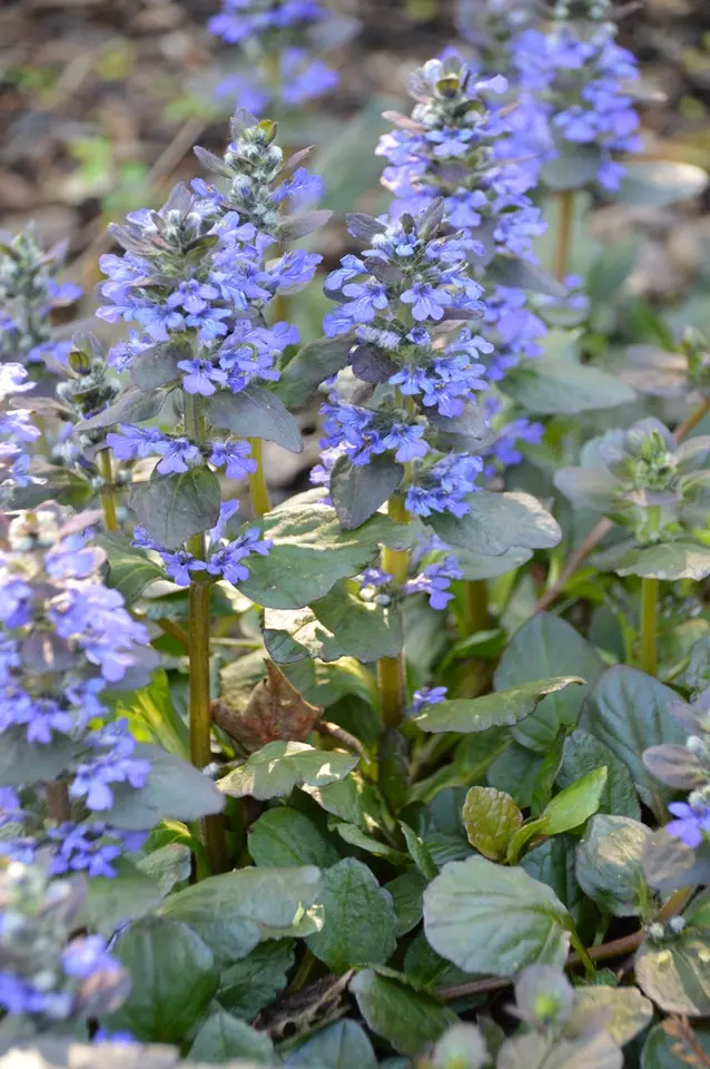 Bugleweed Caitlin's Giant