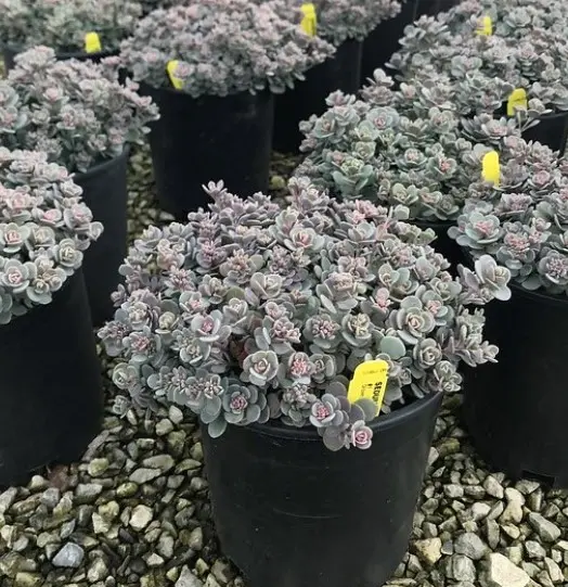 Sedum Blue Elf
