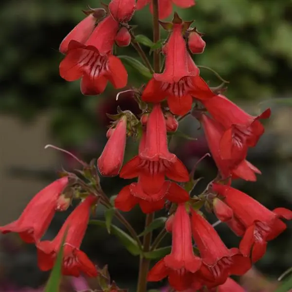 Beardtongue Quartz Red