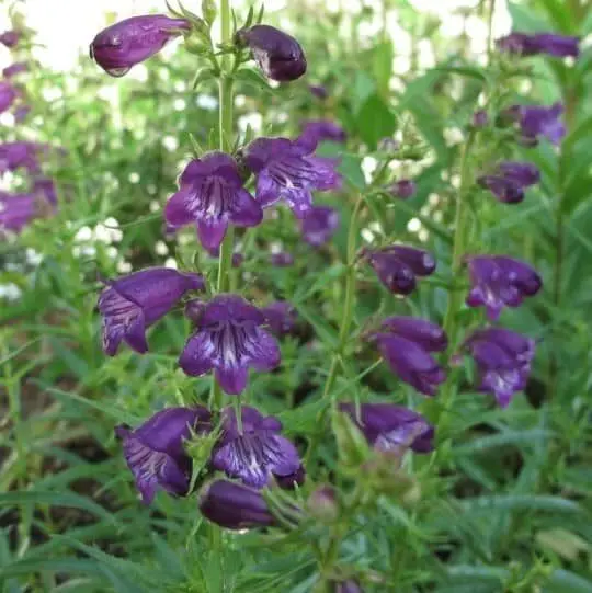 Beardtongue Pikes Peak