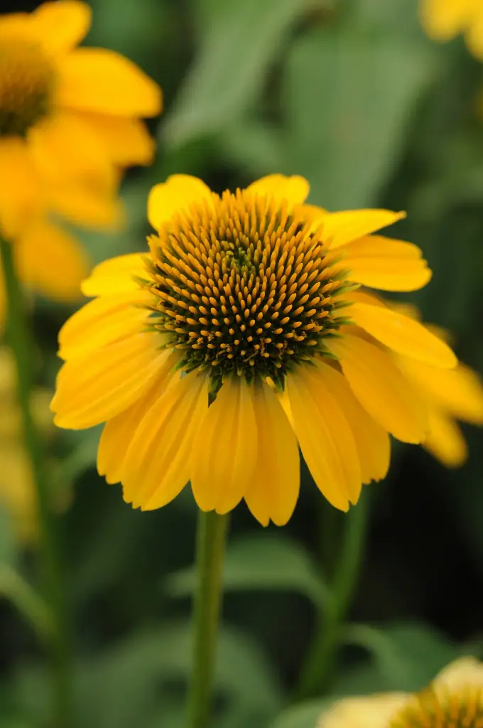 Coneflower Sombrero Lemon Yellow