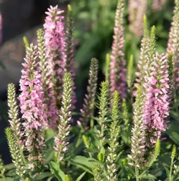 Speedwell Moody Blues Dark Pink