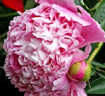 Peony Monsieur Jule Elie