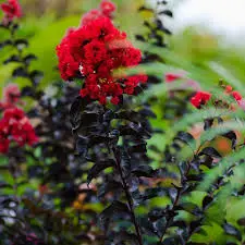 Crape Myrtle Thunderstruck Ruby