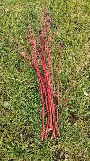 Dogwood Branches/dozen