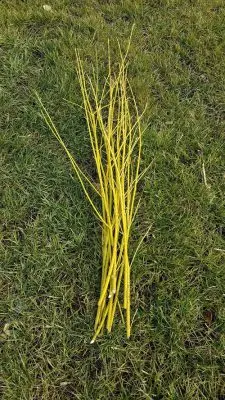 Dogwood Branches/dozen