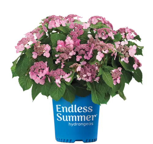 Hydrangea Twist n Shout