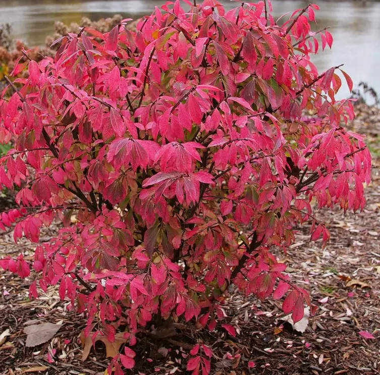 Burning Bush Fireball Seedless