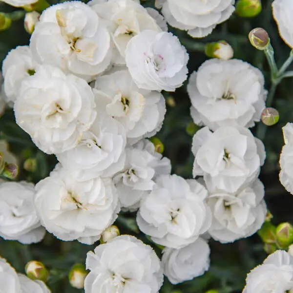 Dianthus Whipped Cream