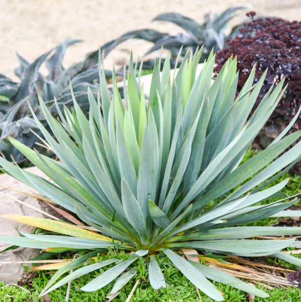 Yucca Dragon Slayer