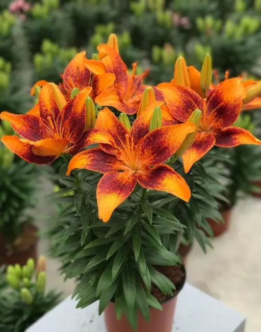 Lily Tiny Cosmic