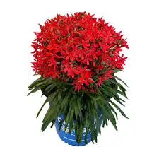Catchfly Forged By Fire
