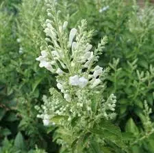 Skullcap Prairie Snow - Native