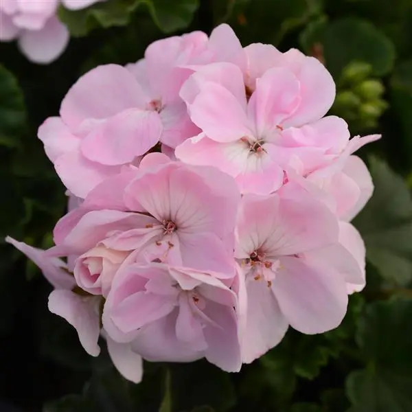 Geranium Fantasia Appleblossom