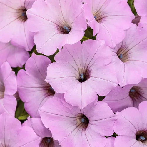 PW Petunia Supertunia Cool Jazz