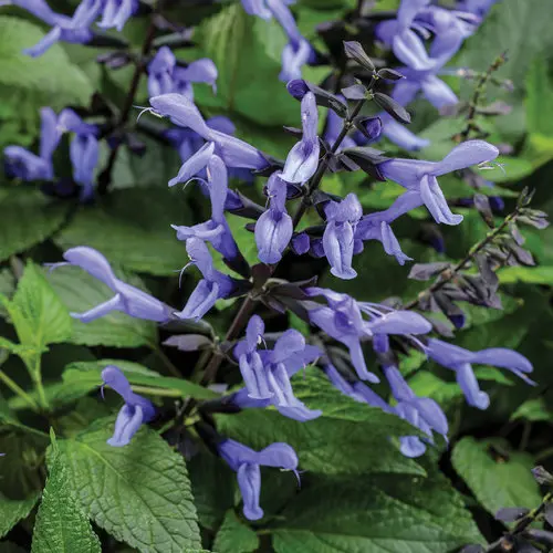 PW Salvia Rockin Blue Suede Shoes