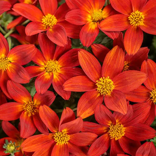 PW Bidens Campfire Red Ember