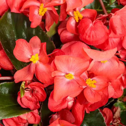 PW Begonia Surefire Cascade Red