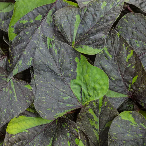 PW Sweet Potato Vine Sweet Caroline Sweetheart Shadowstorm 