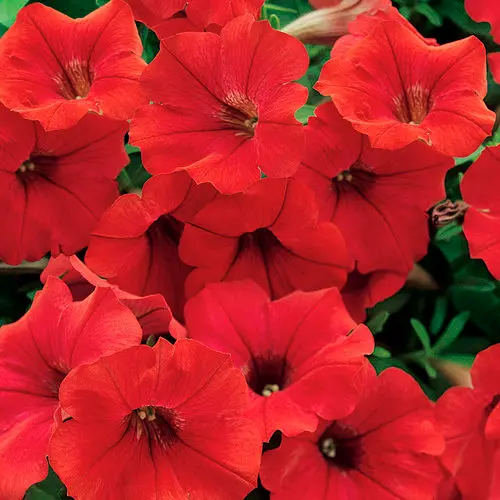 Petunia Surfinia Deep Red