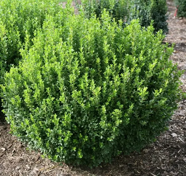 Boxwood Sprinter