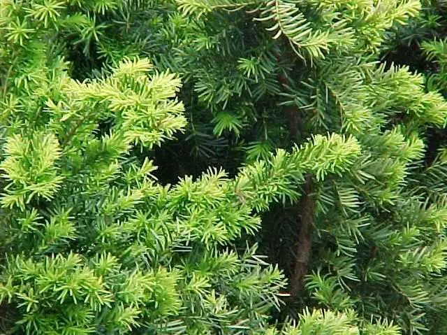 Yew Densiformis