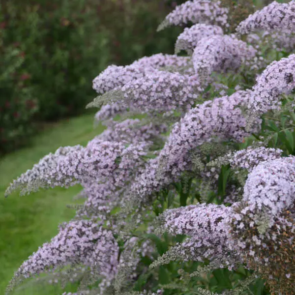Butterfly Bush Grand Cascade