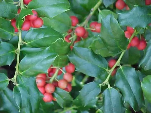 Holly China Girl 