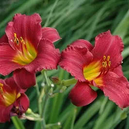 Daylily Ruby Stella