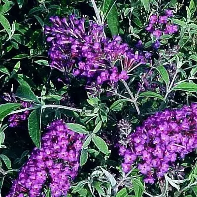 Butterfly Bush Purple Nanho