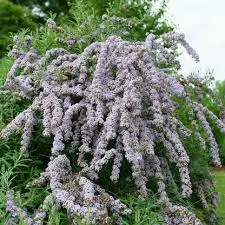 Butterfly Bush Mop Top