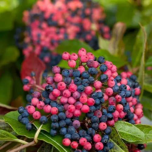 Viburnum Brandywine