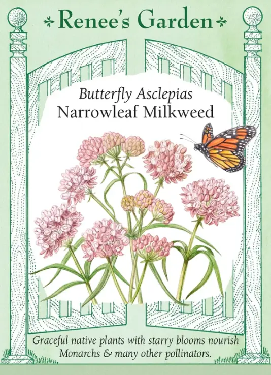 Milkweed Narrowleaf