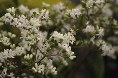 Seven Sons Tree Form