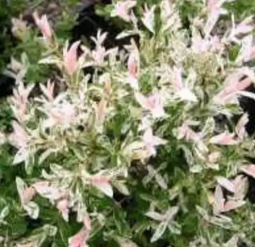 [1103605] Willow Dappled