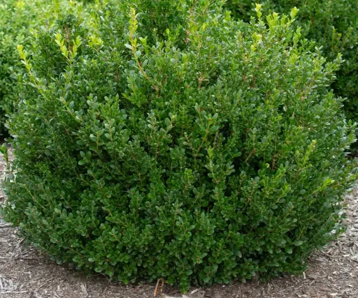 Boxwood Little Missy
