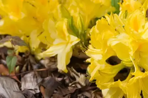 [1317602] Azalea Lemon Lights