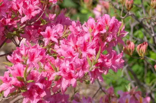 [1326602] Azalea Rosy Lights