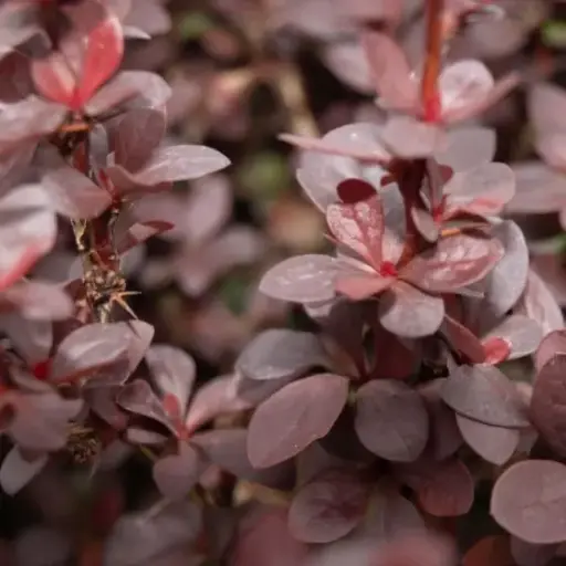 Barberry Concorde