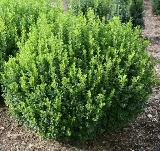 Boxwood Sprinter