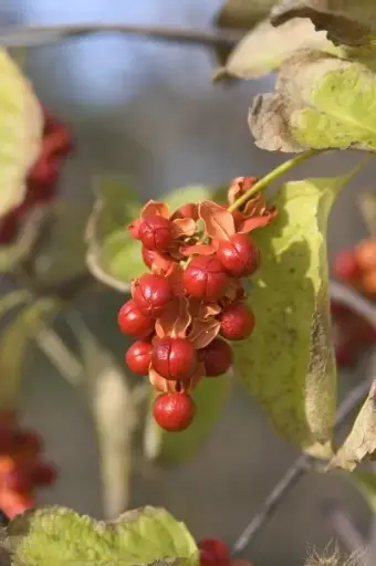 Bittersweet Autumn Revolution