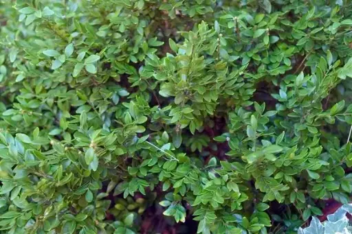 [1359602] Boxwood Chicagoland Green