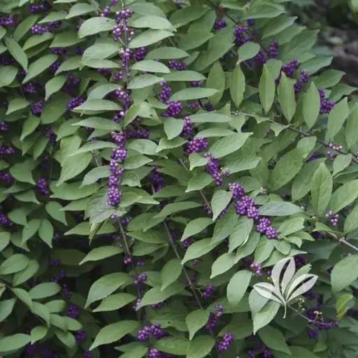[1361603] Beautyberry Purple Pride
