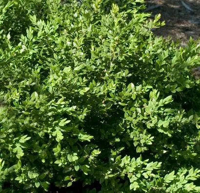 Boxwood Green Velvet